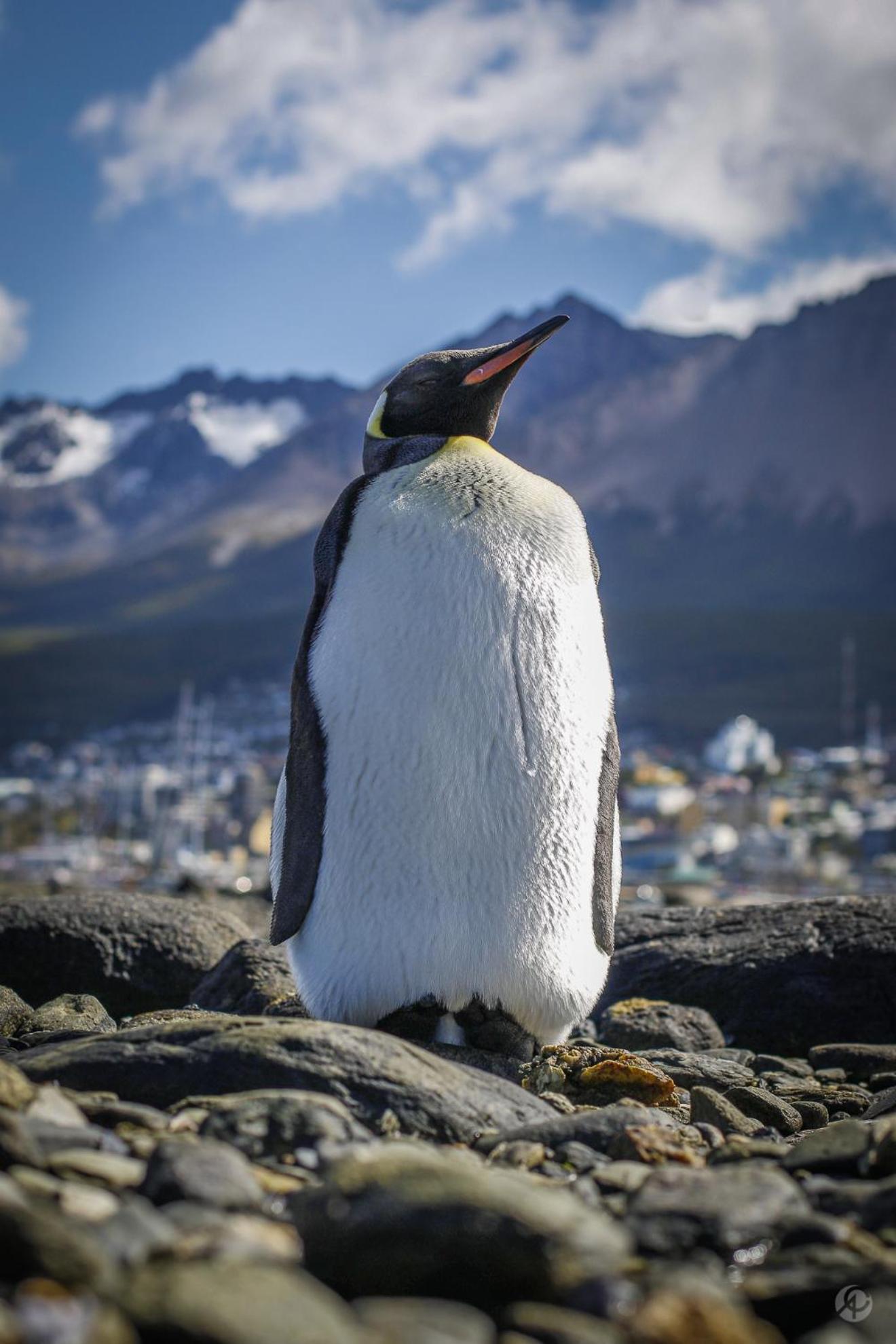 Isla Bella Bed & Breakfast Ushuaia Luaran gambar